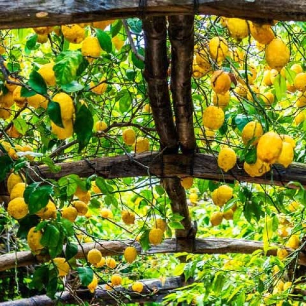 Lemon Tour Experience